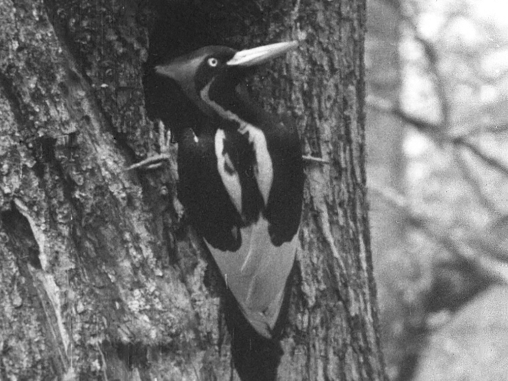 This photo taken from movie footage recorded by Arthur Allen in Louisiana, 1935, and archived in the Macaulay Library at the Cornell Lab of Ornithology, shows an Ivory-billed woodpecker. u00e2u20acu201d AFP Photo /Arthur Allen/Cornell Lab of Ornithology handout