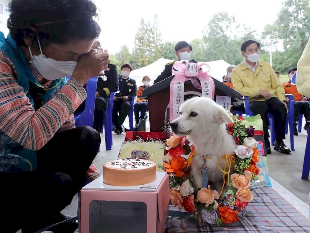 Baekgu adorned with a floral garland around its neck in appreciation of the canine's efforts in rescuing its owner. u00e2u20acu201d Picture via Facebook/K-popinNepal