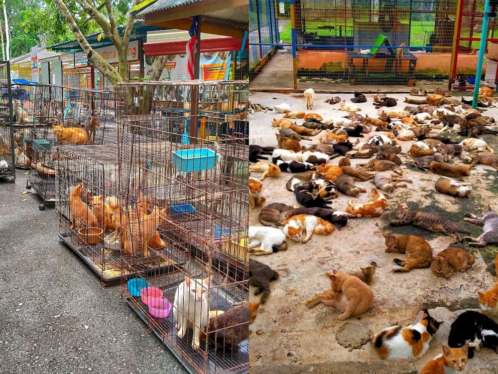 Fifty cats from Perak have been safely relocated to a Perlis cat haven in Perlis. u00e2u20acu201d Photo courtesy of Facebook/ Bustana Kucing