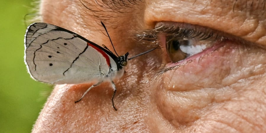 A butterfly is pictured next to the eye of Colombian photographer and agronomist Juan Guillermo Jaramillo in Jardin, Antioquia department, Colombia. u00e2u20acu201d ETX Studio pic