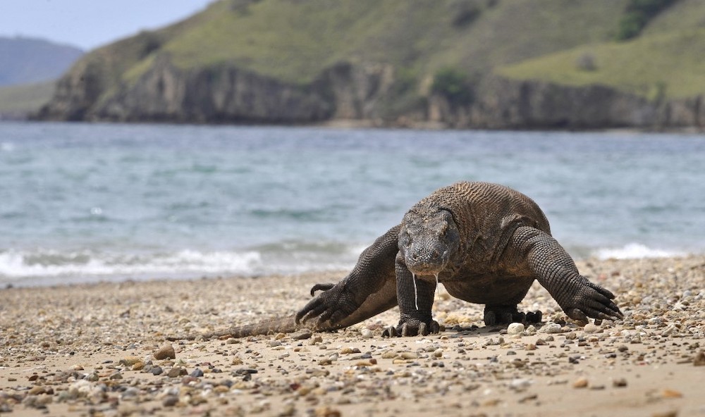 In this file photograph taken on December 2, 2010, a Komodo Dragon searches the shore area of Komodo island for prey. u00e2u20acu201d AFP pic