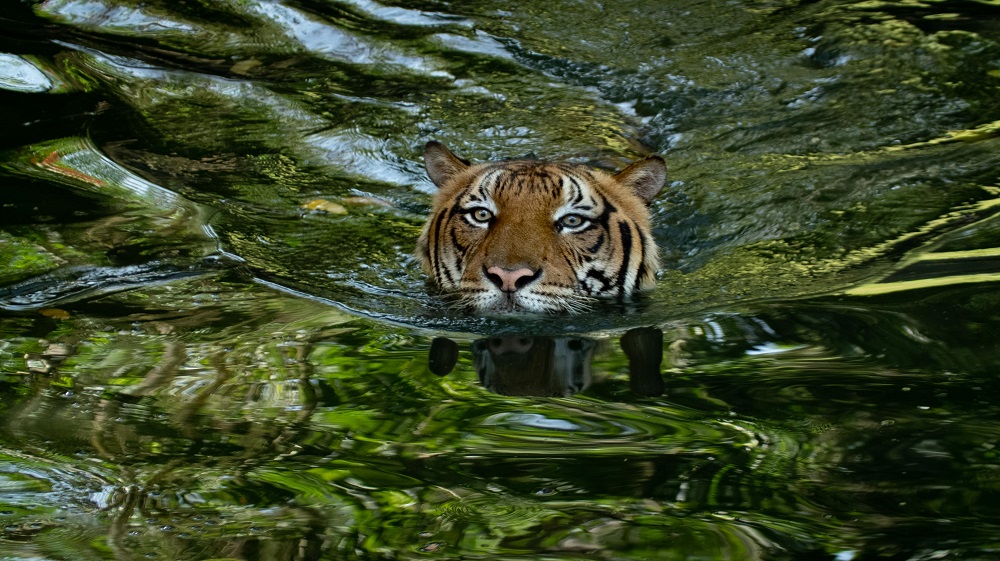 Local filmmakers completed their Malaysian tigers conservation  documentary, which they began in 2005. u00e2u20acu2022 Pictures via LMT Promo Stills