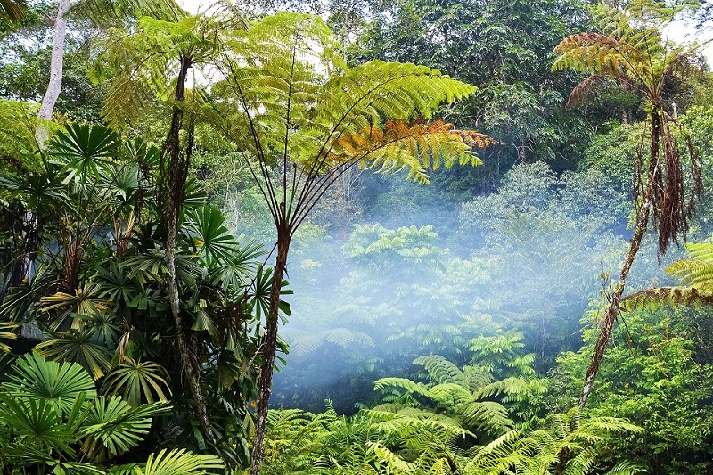 East Malaysia’s rainforests are estimated to be 140 million years old. ― Picture from Unsplash