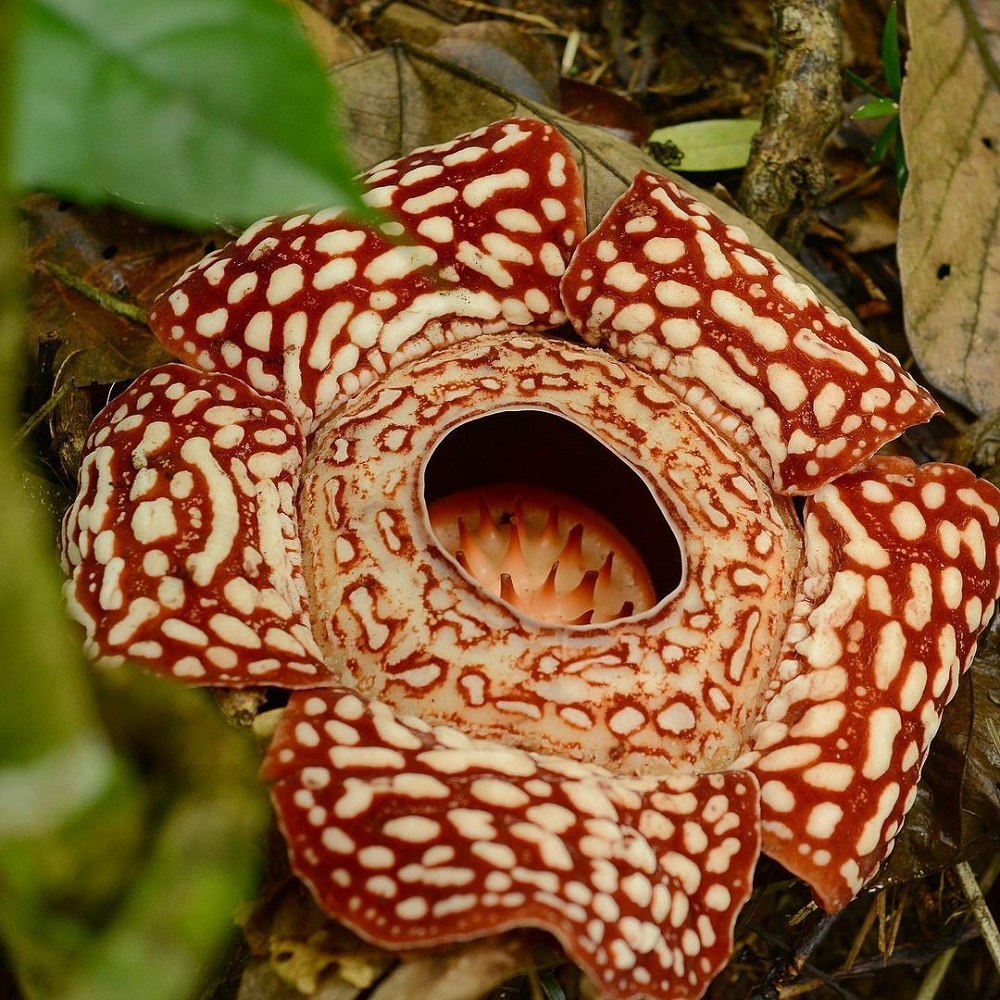 Count yourself lucky if you spot a Rafflesia on your hike. ― Picture via Instagram/Sabah Tourism via @n.deriy_dido
