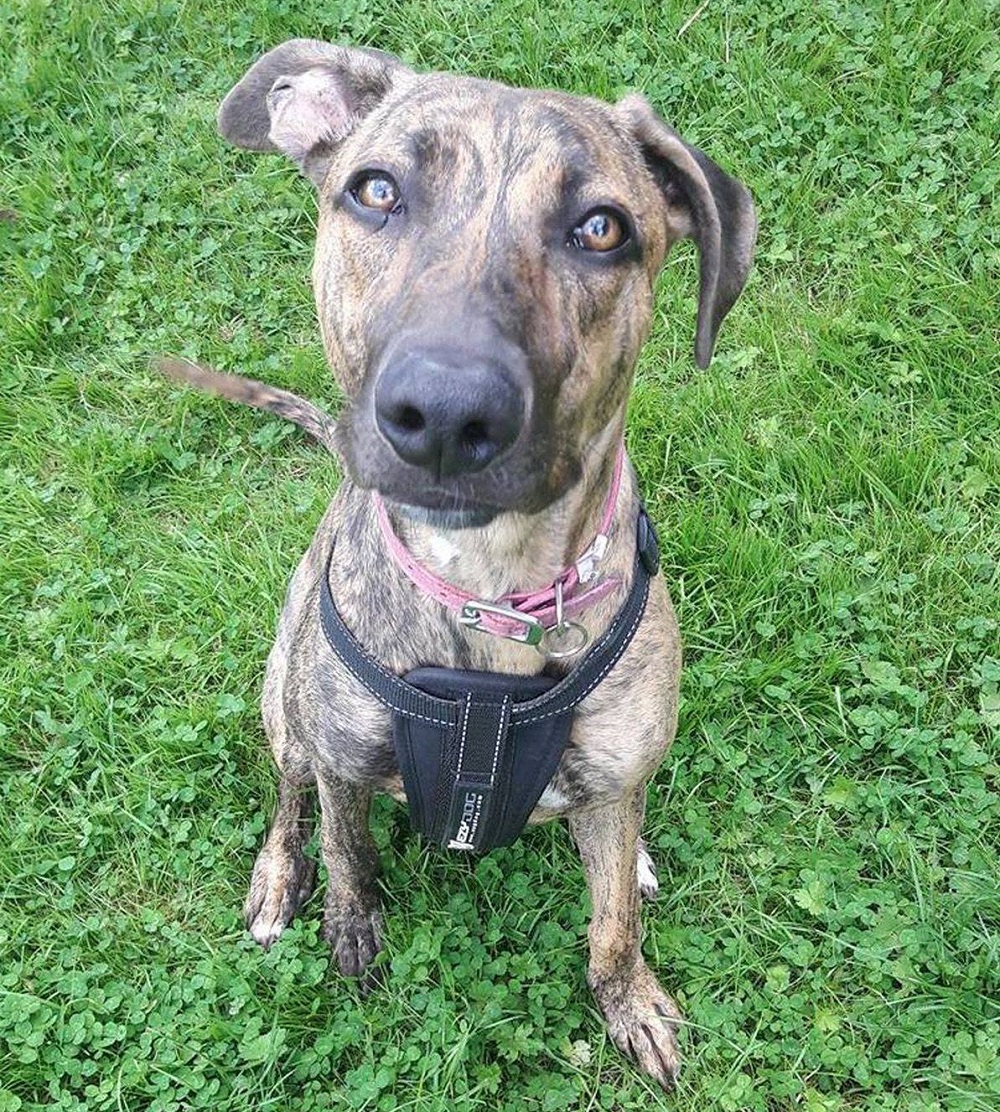 Sue is an affectionate dog that is still looking for a forever family. u00e2u20acu2022 Picture via Facebook/BathCatsandDogsHome