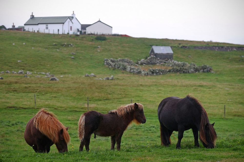 Shetland ponies graze on a field at the Shetland Pony Experience at Papil, Burra near Lerwick on September 10, 2021. u00e2u20acu201d AFP pic