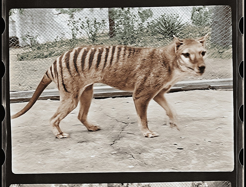 A handout screengrab obtained from the National Film and Sound Archive of Australia (NFSA) on September 7, 2021 shows a colourised picture of the last-known surviving Tasmanian tiger from footage taken in 1933. u00e2u20acu201d AFP pic