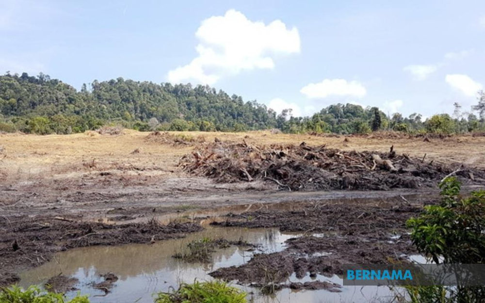 Kedah Forestry Department said that about 3,500 hectares of forest reserves in the state were detected to have been illegally cleared from 2011 until now. u00e2u20acu201d Picture via Twitter/Bernama