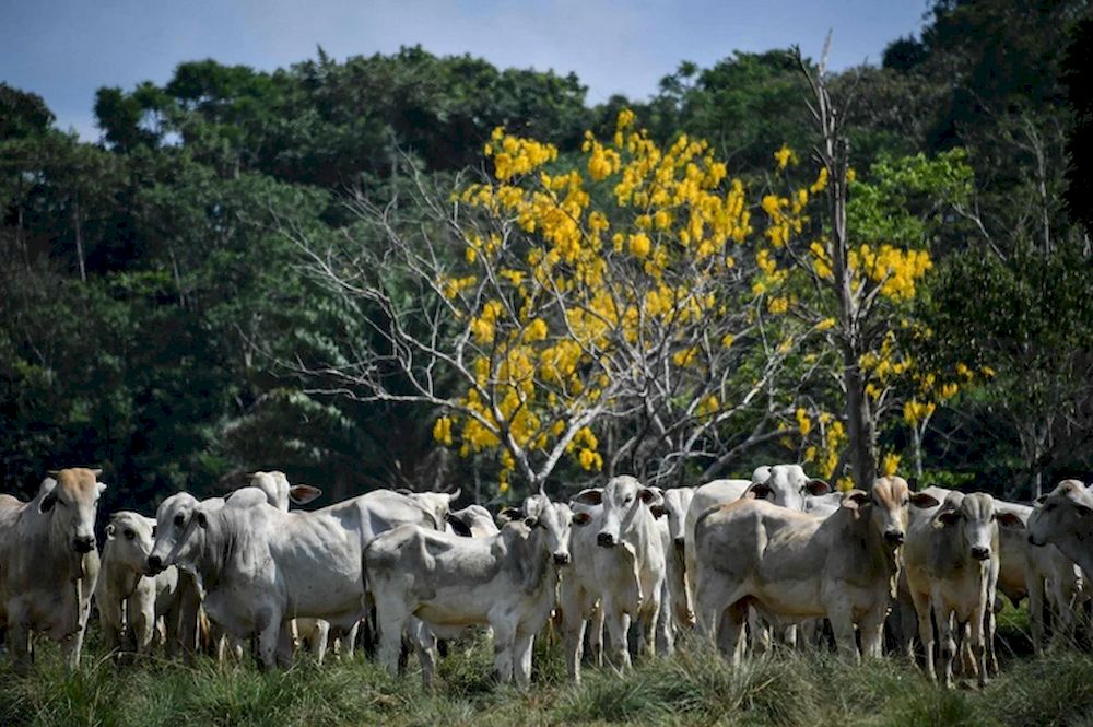 A herd of cattle in Ruropolis, Para state, Brazil. u00e2u20acu201d AFP pic