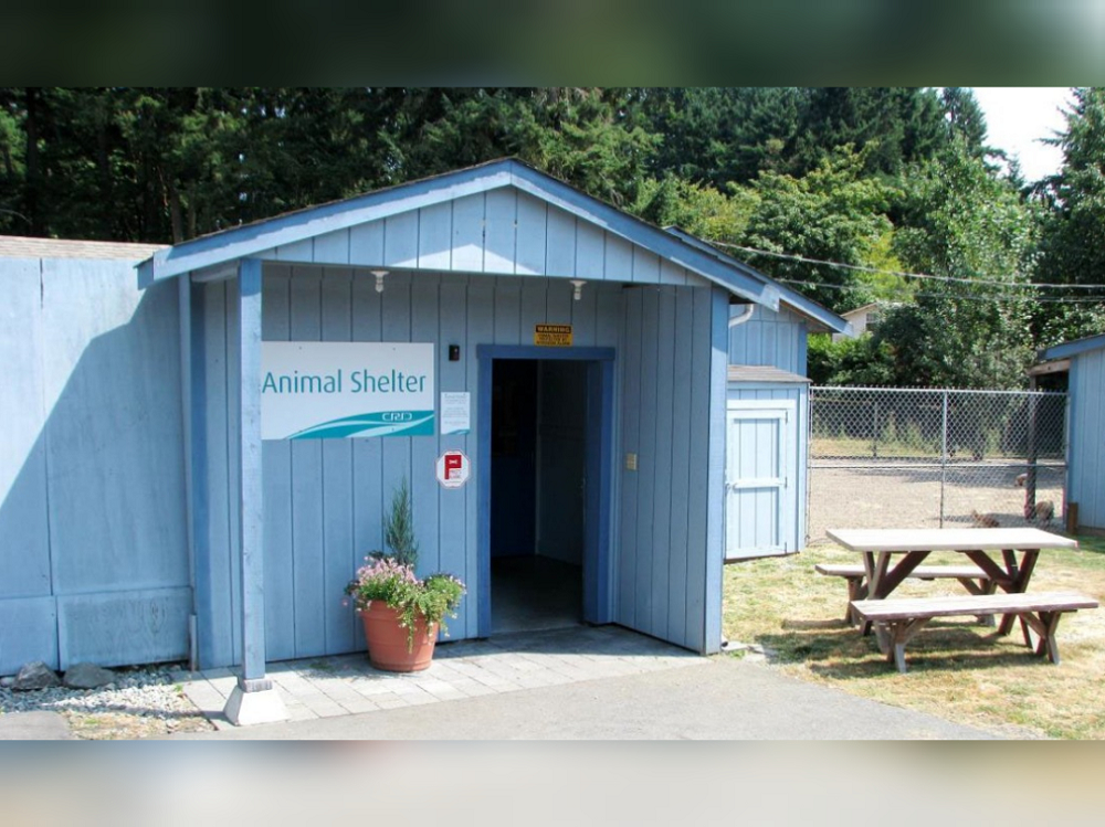 A Canadian man has bequeathed RM1.7 million to an animal shelter in honour of his pet cat. u00e2u20acu2022 Picture via Facebook/ CRD Animal Shelter