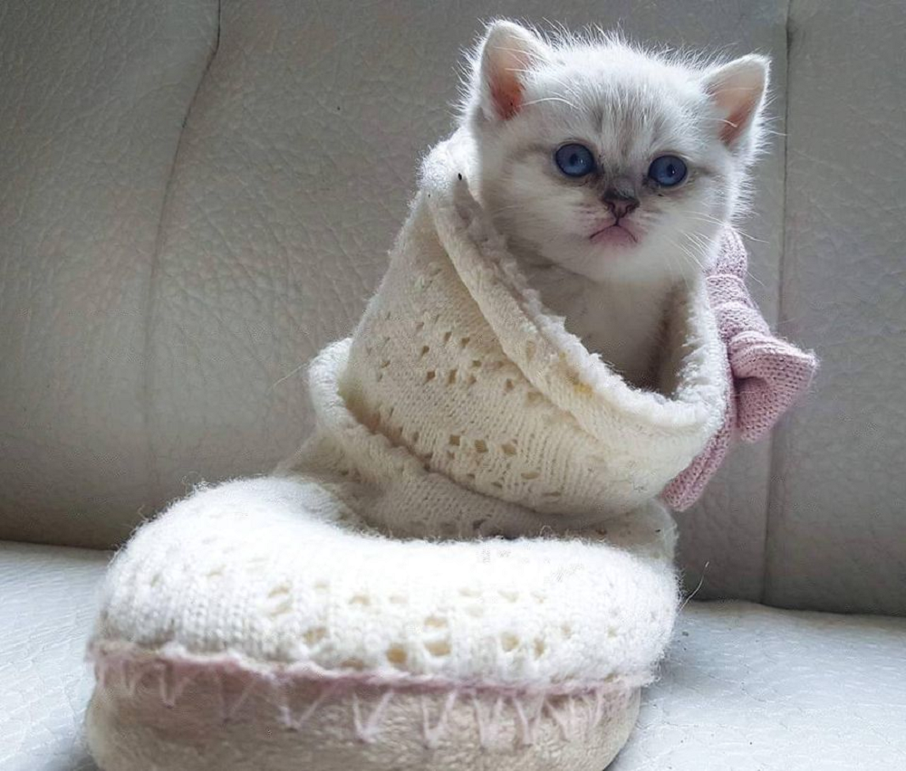 A Chinese programmer has developed an application that allows owners to determine the emotional state of pet cats. u00e2u20acu2022 Picture via Facebook/ Cats photos