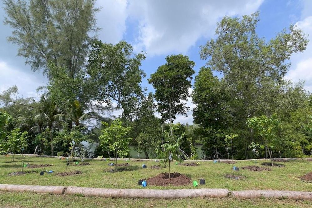 The new coastal arboretum at Pulau Ubin. u00e2u20acu201d Picture courtesy of Singapore National Parks Board