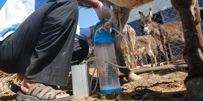 A worker milks a jenny (female donkey) at a farm managed by u00e2u20acu02dcAtan Donkey Milk Soapsu00e2u20acu2122 in Madaba, about 35 kilometres southwest of Jordan's capital Amman. u00e2u20acu201d ETX Studio pic