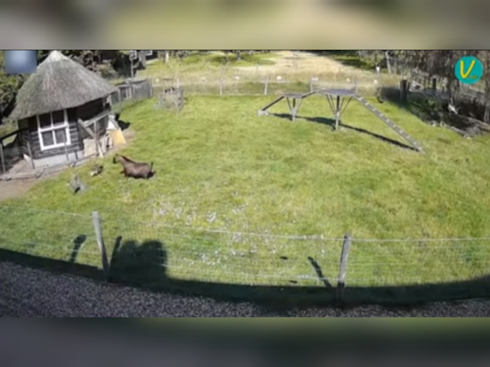 A hen in the Netherlands is alive thanks to a rooster and a goat which helped to ward off an attacking hawk. u00e2u20acu2022 Screen capture via YouTube