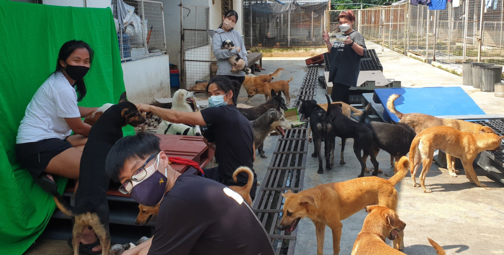 Meefah Shelter has over 2,000 dogs and it needs RM70,000 monthly for its operating cost. — Picture via Facebook