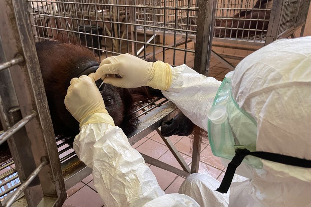 A vet wearing personal protective equipment collects a swab sample from an orangutan for Covid-19 coronavirus testing at the Sepilok Orangutan Rehabilitation Centre in Sandakan. u00e2u20acu201d AFP pic