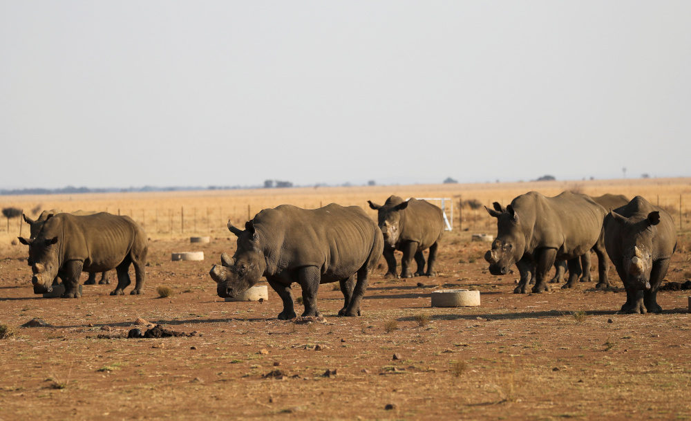 Rhinos seen at the Buffalo Dream Ranch, the biggest private rhino sanctuary in the continent, in Klerksdorp, South Africau00e2u20acu2122s North West Province, September 6, 2021. u00e2u20acu201d Reuters pic