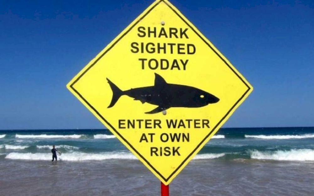 A surfer carries his board into the water next to a sign declaring a shark sighting on Sydneyu00e2u20acu2122s Manly Beach, Australia, November 24, 2015. u00e2u20acu201d Reuters pic