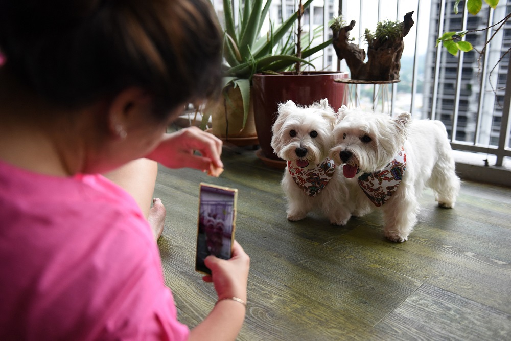 Dog owner Carrie Er using a mobile phone to film her pet white terriers Sasha and Piper (right) at her home in Singapore. u00e2u20acu2022 AFP pic