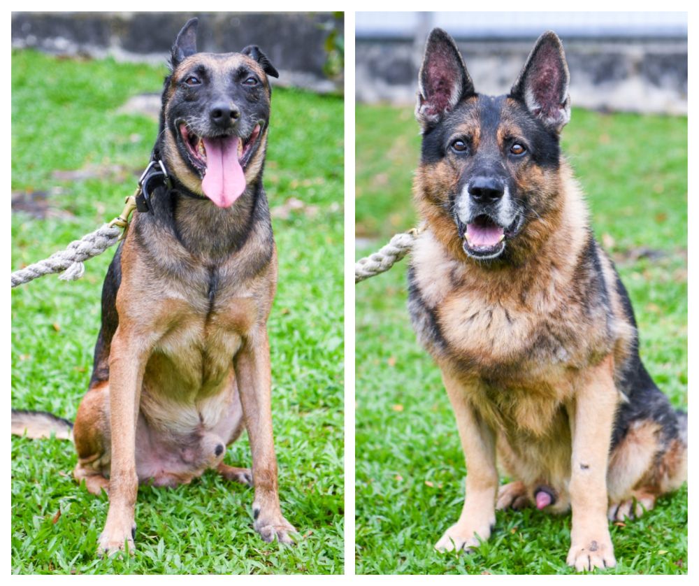 Eleven-year-old Roy (left) and nine-year-old Jersey are also up for adoption. u00e2u20acu201d Picture via Facebooknn