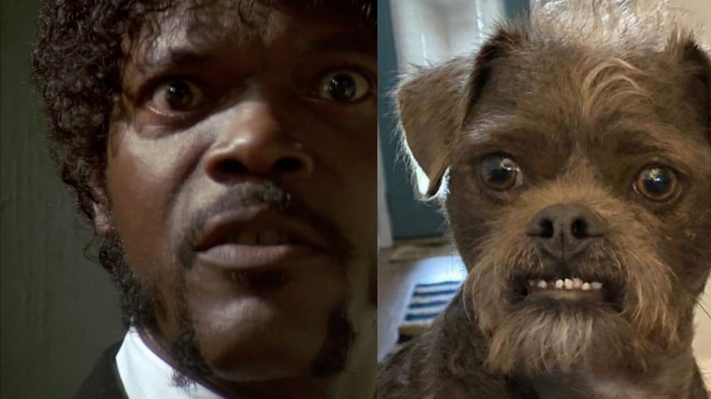 A rescue dog Dr Handsome (right) has been compared to US actor Samuel L. Jackson (left). u00e2u20acu2022 Picture from Facebook/ Justin Holbrook Stiehl