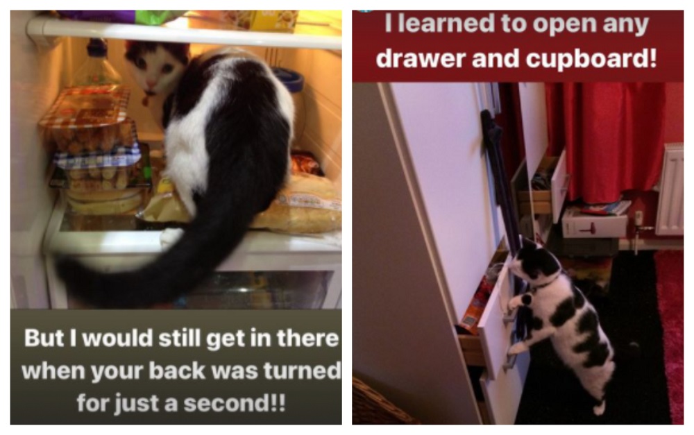 Keith's adventures in raiding the fridge and cupboards made his owner install locks. u00e2u20acu2022 Pictures via instagram/keith_the_cat_cow