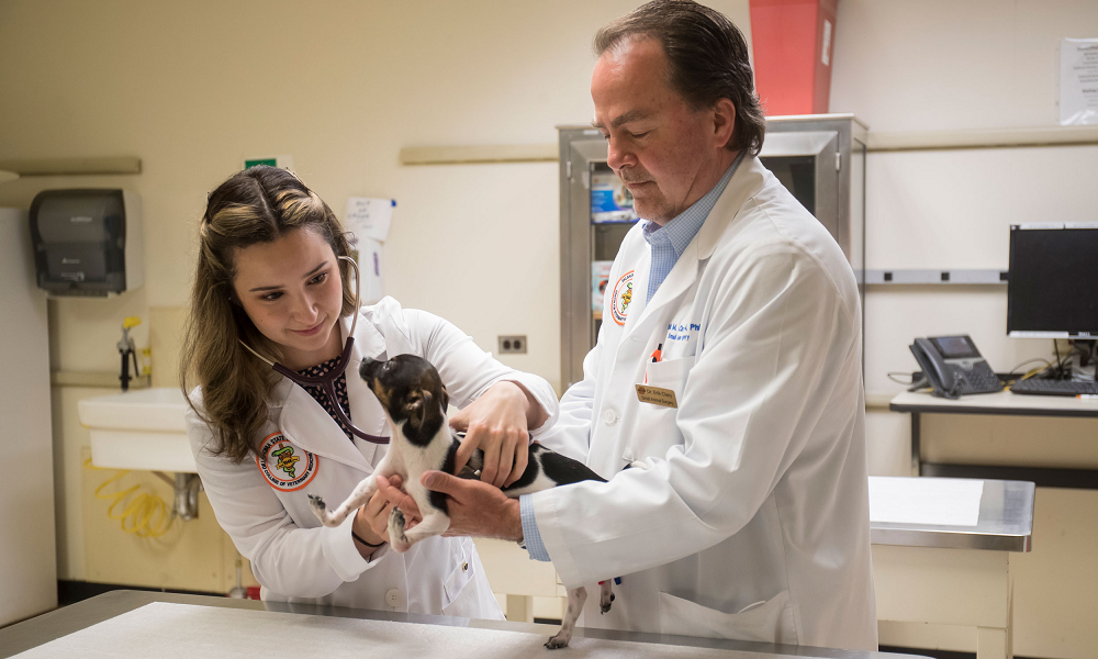 Fourth-year veterinary student Gabriela Iribar listens to the heart of Siggi, a rat terrier puppy, along with Dr. Erik Clary. u00e2u20acu2022 Picture from Oklahoma State Veterinary College
