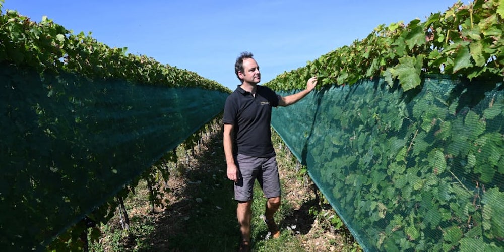 French director of the wine research centre, SICAREX Beaujolais, Bertrand Chatelet poses in a vineyard covered by anti-hail nets in Liergues, region of Beaujolais. u00e2u20acu201d AFP pic