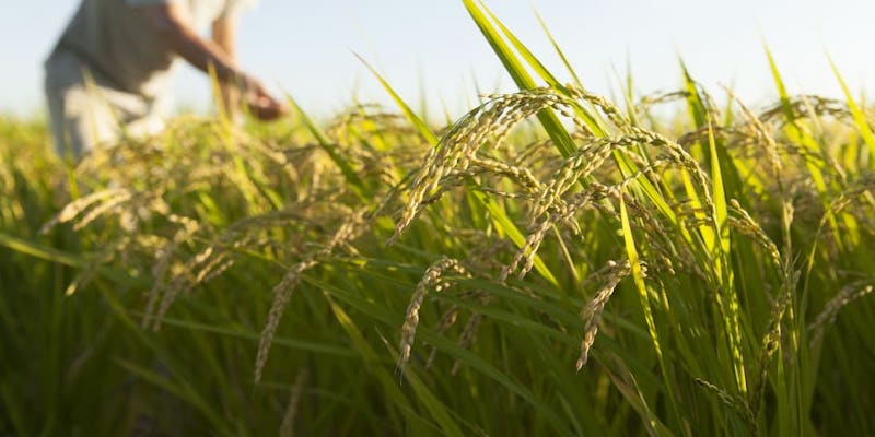 For more than 10,000 years humans have been using selective breeding to adapt fruits and vegetables to specific growing conditions that today are changing at an alarming rate. u00e2u20acu201d Picture by okugawa / Getty Images