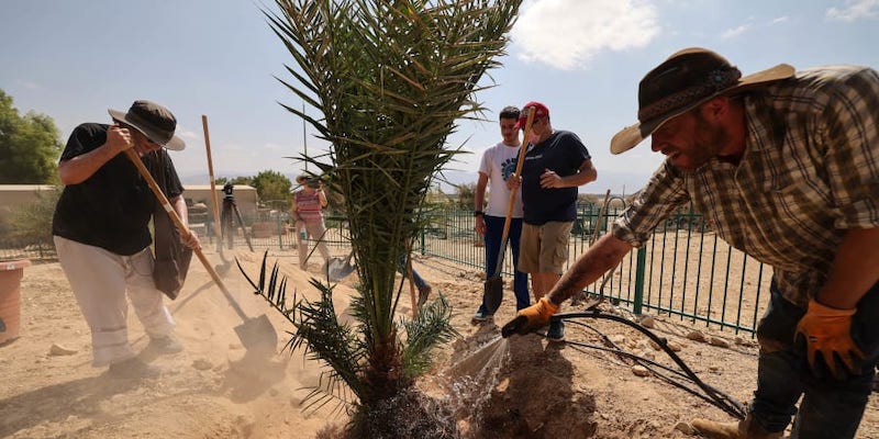 Israeli scientist Sarah Sallon (left) and a kibbutz worker transplant u00e2u20acu02dcJudithu00e2u20acu2122, a female palm tree grown from 2,000 year-old seeds discovered in the Judean desert, in Kibbutz Ketura in southern Israel. u00e2u20acu201d AFP pic