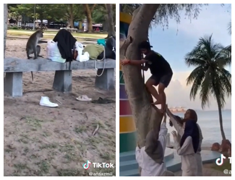 Anis and her friends attempted to climb the tree to get the bank notes stuck in branches. u00e2u20acu201d Screengrab via TikTok/ansazmii