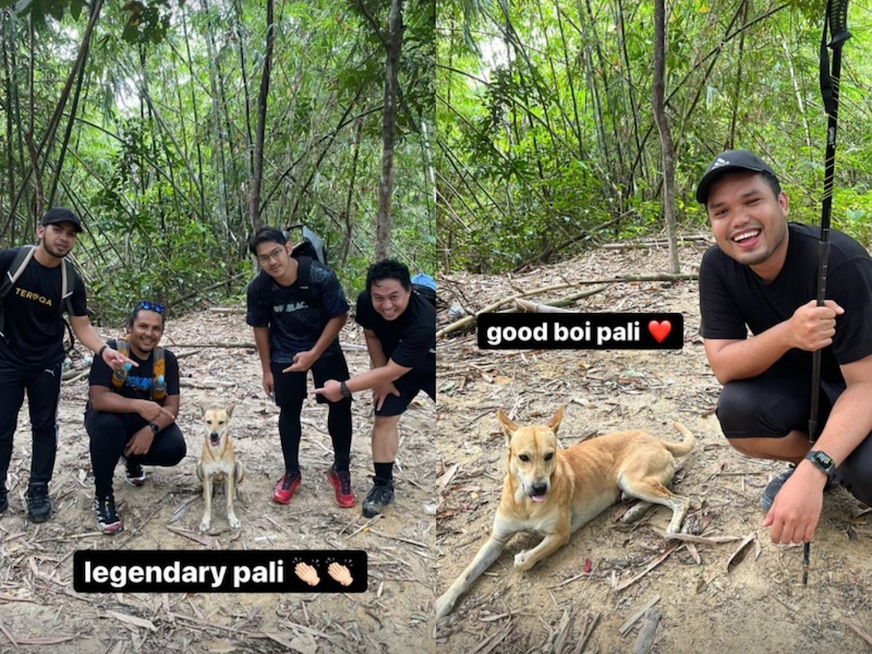 Meet Pali the dog who became a personal hiking guide for a group of Malaysian men. u00e2u20acu201d Photo courtesy of Instagram/khairulaming