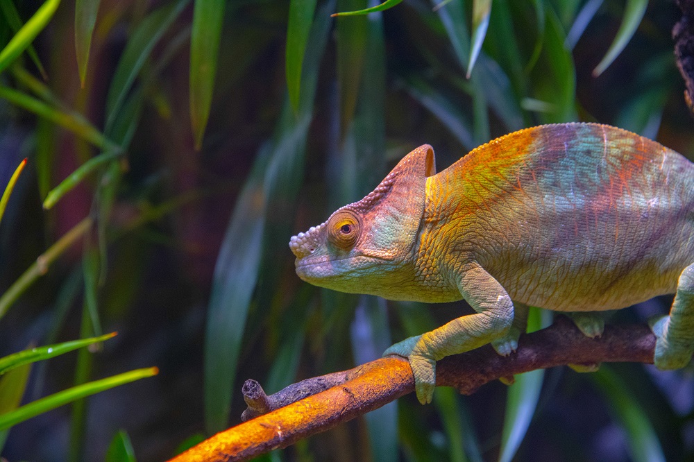 Scientists in South Korea have taken inspiration from chameleons. u00e2u20acu201d ETX Studio pic
