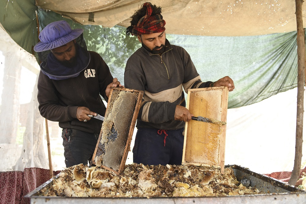 Nearly 750 tonnes of honey were produced at Kashmir Valley last year and, while experts say the region could make more, storms, warmer winters and unpredictable rains have hit production in recent years. u00e2u20acu201d AFP pic