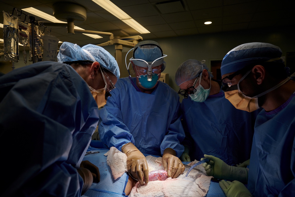 The surgical team examines the pig kidney for any signs of hyperacute rejection at NYU Langone in New York, in this undated handout photo. u00e2u20acu201d Joe Carrotta for NYU Langone Health/Handout via Reuters nn