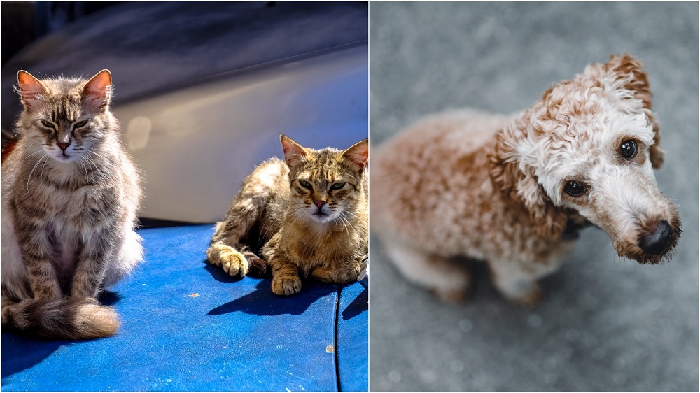 A video of Farhana feeding strays went viral on TikTok. u00e2u20acu201d Picture via Pexels