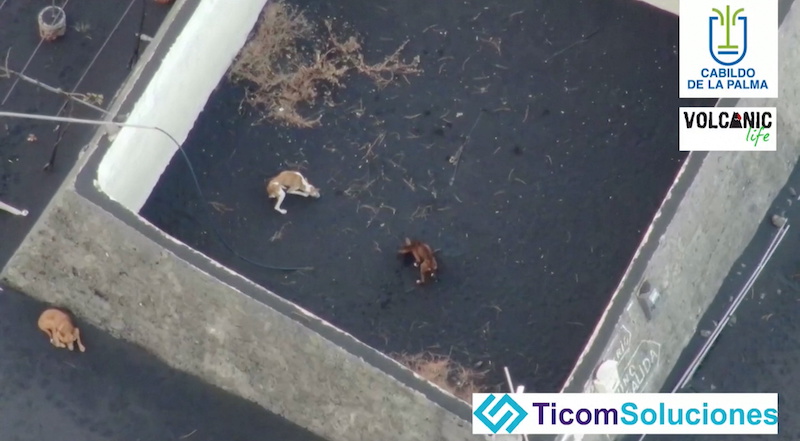 Dogs are seen on the ash-covered earth surrounded by volcanic lava following an eruption of the Cumbre Vieja volcano, in La Palma, Spain in this screengrab. u00e2u20acu201d La Palma Local Goverment/Volcanic Life/Ticom Soluciones/Handout via Reuters