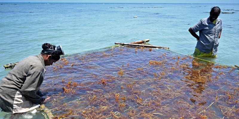Women work to cultivate fronds of seaweed on a bamboo raft in the waters off the coast of Rameswaram in India's Tamil Nadu state. u00e2u20acu201d AFP pic