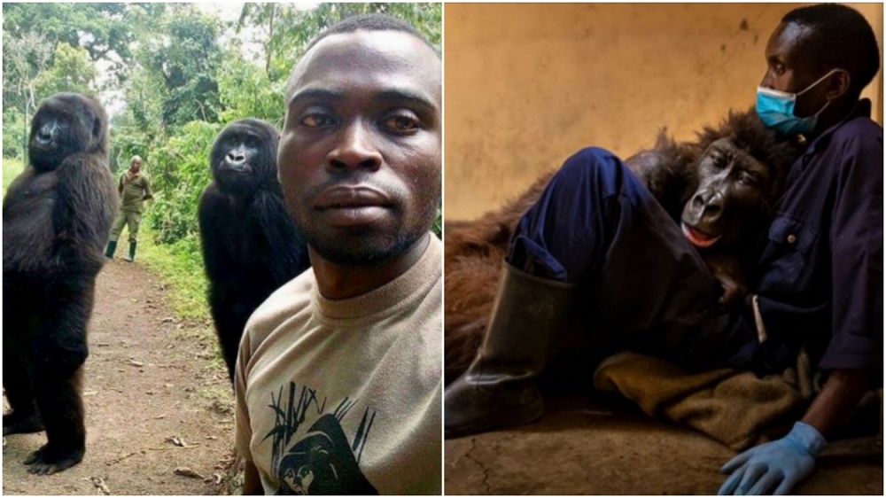 Ndakasi dies due to prolonged illness at Senkwekwe Gorilla Orphanage Center. u00e2u20acu2022 Picture via Instagram/Virunga National Park