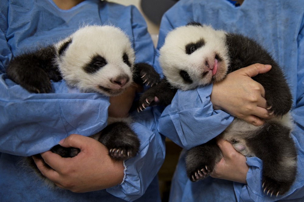 In this file photo taken on September 30, 2021, French caretaker Sherine Feillet (left) and Chinese caretaker Lyu Riuquing hold the two panda cub twins named Fleur de Coton (right) and Petite Neige at The Beauval Zoo in Saint-Aignan-sur-Cher. u00e2u20acu201d AFP pic