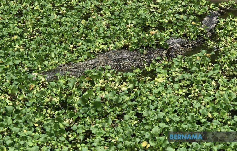 The Sabah Fire and Rescue Department operations centre, in a statement, said it received an emergency call about a victim being attacked by a crocodile in Kalabakan. u00e2u20acu201d Picture via Twitter/Bernama