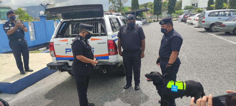 Black, the Labrador retriever, has been awarded with a certificate of appreciation and given treats by Kedah police chief Datuk Kamarul Zaman Mamat for successfully leading police to the arrest of a drug pusher in Langkawi. u00e2u20acu2022 Picture courtesy of Kedah p