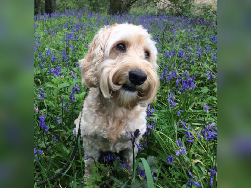 Jasper the six-year-old cockerpoo has been recognised as Animal of the Year for its services to frontliners during the Covid-19 pandemic. u00e2u20acu2022 Picture via Facebook/ Jasper the Hospital Therapy Dog  