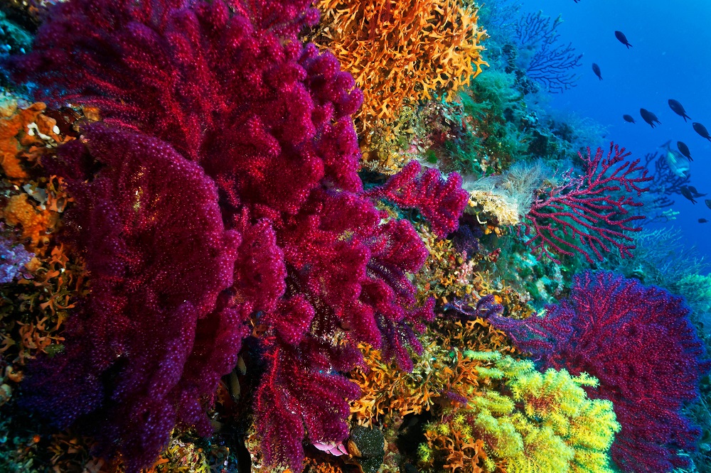 According to this new study, genes identified in the microbiome of certain types of corals may play a role in the reefs' response to thermal stress and make them more resistant to climate change. u00e2u20acu2022 Shutterstock pic