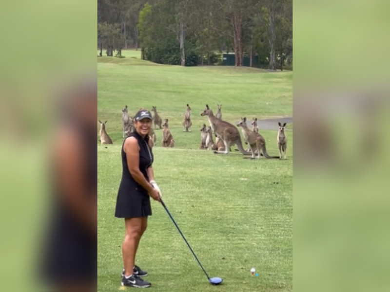 Australian amateur golfer Wendy Powick blocked by a pack of kangaroos as she gets ready to tee off. u00e2u20acu201d Instagram screencap
