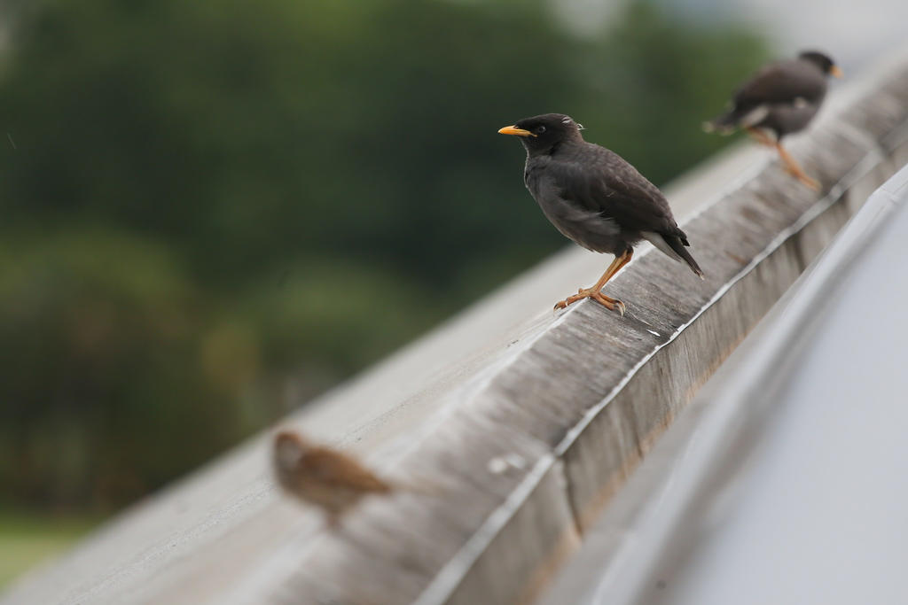 Feeding wild birds could pose a serious public health issue. They would be conditioned to rely on food handouts and linger around public housing areas and food businesses, leaving droppings at various places. u00e2u20acu201d TODAY file pic