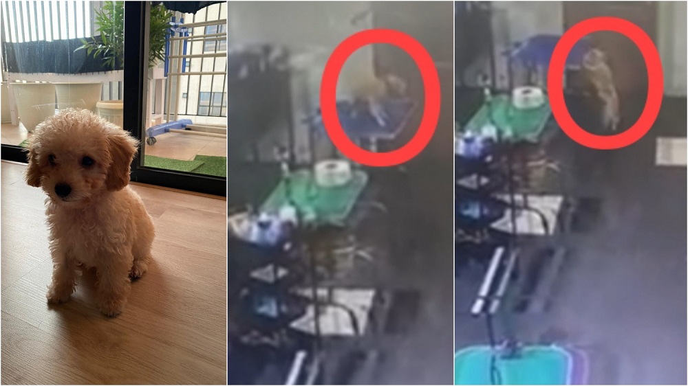 An unattended five-month-old toy poodle suffered for two minutes before choking to death at Petsmore Kota Damansara. u00e2u20acu2022 Picture courtesy of Jayanth Sridhar