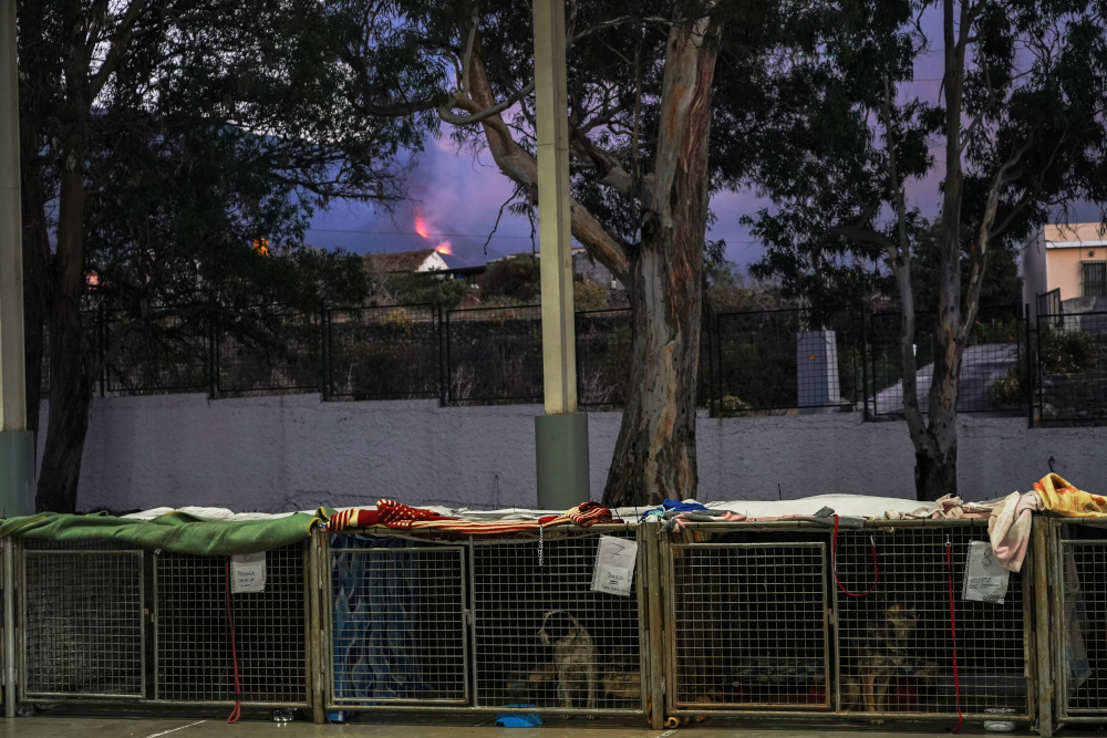 Animals hosted by Benawara Animal and Plant Protection Association due to the eruption of the Cumbre Vieja Volcano are seen in Los Llanos de Aridane, on the Canary Island of La Palma October 5, 2021. u00e2u20acu201d Reuters pic