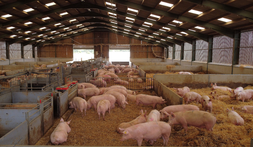 A group of breeding sows are pictured inside a barn on a family pig farm near Driffield October 12, 2021. Picture taken with a drone. u00e2u20acu201d Reuters pic