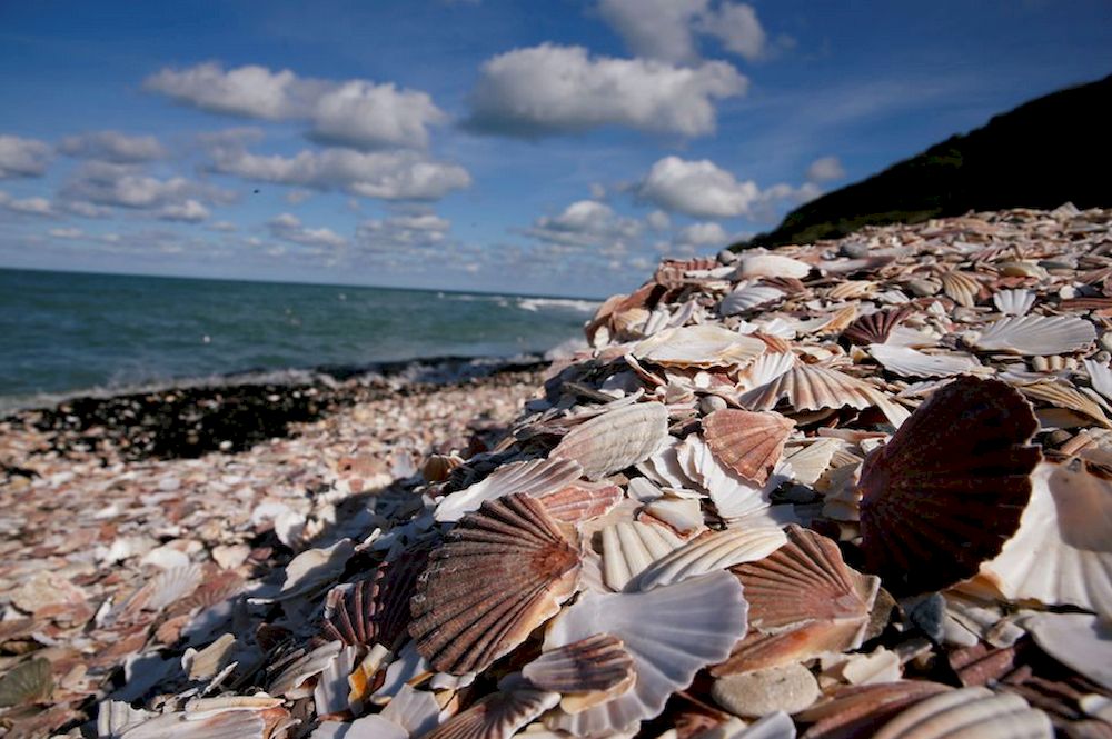 Empty scallop shells are seen on beach in Port-en-Bessin, France October 1, 2018. u00e2u20acu201d Reuters pic